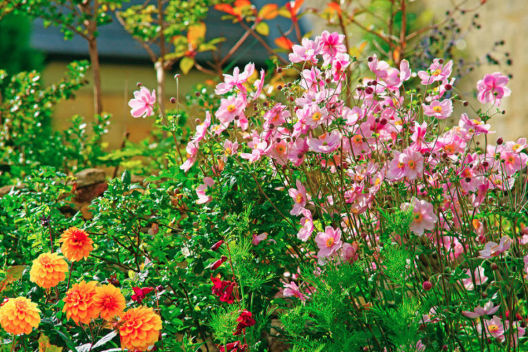 Autumn Anemones Where To Plant And How To Propagate Best Landscape Ideas