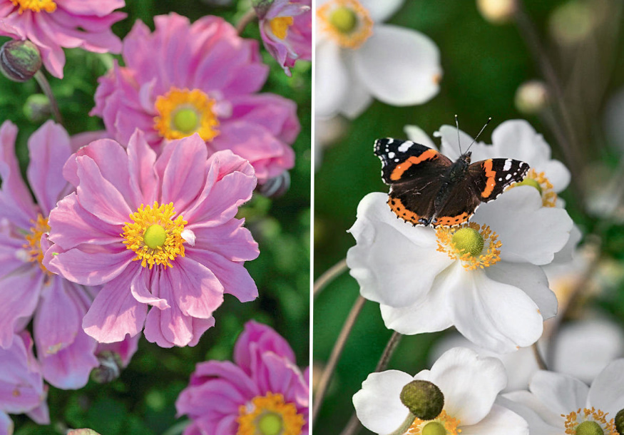 Autumn Anemones: Where To Plant And How To Propagate