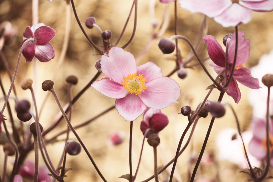 Autumn Anemones: Where To Plant And How To Propagate