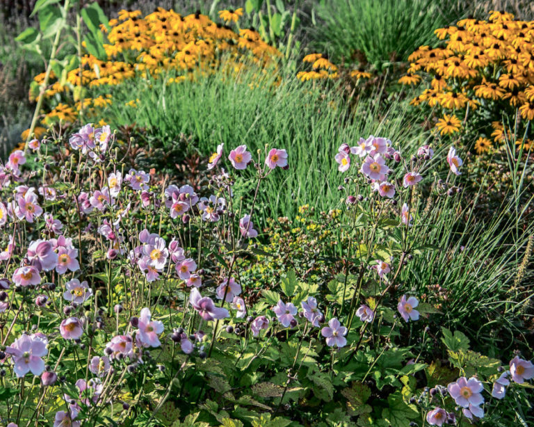 Autumn Anemones Where To Plant And How To Propagate Best Landscape Ideas