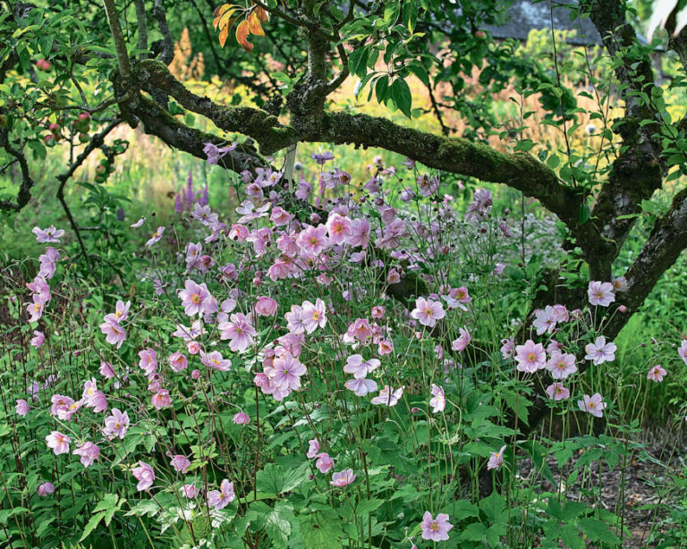 Autumn Anemones Where To Plant And How To Propagate Best Landscape Ideas