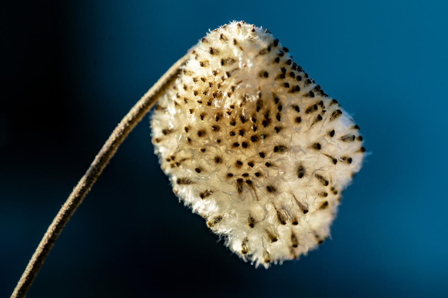 Autumn Anemones: Where To Plant And How To Propagate