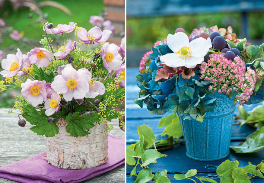 Autumn Anemones: Where To Plant And How To Propagate
