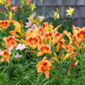 Five Unpretentious Ornamental Plants With Gorgeous Blooms