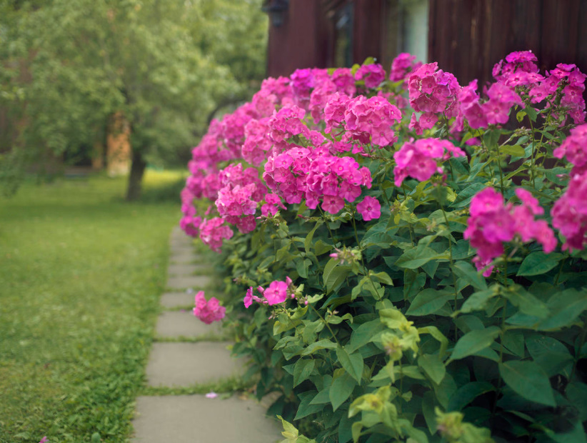 Five Unpretentious Ornamental Plants With Gorgeous Blooms