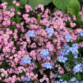 Forget-Me-Nots In The Garden: How To Grow And Care For