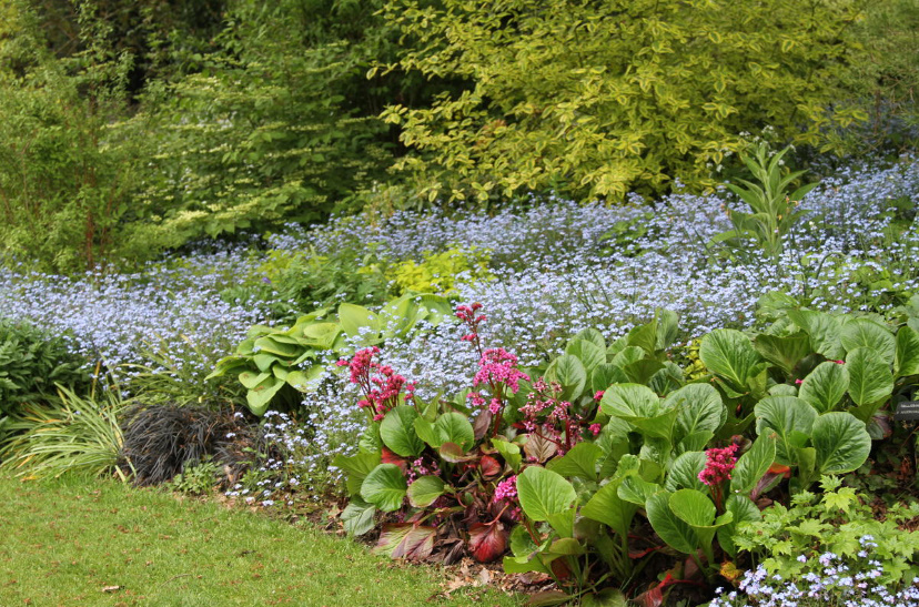 Forget-Me-Nots In The Garden: How To Grow And Care For