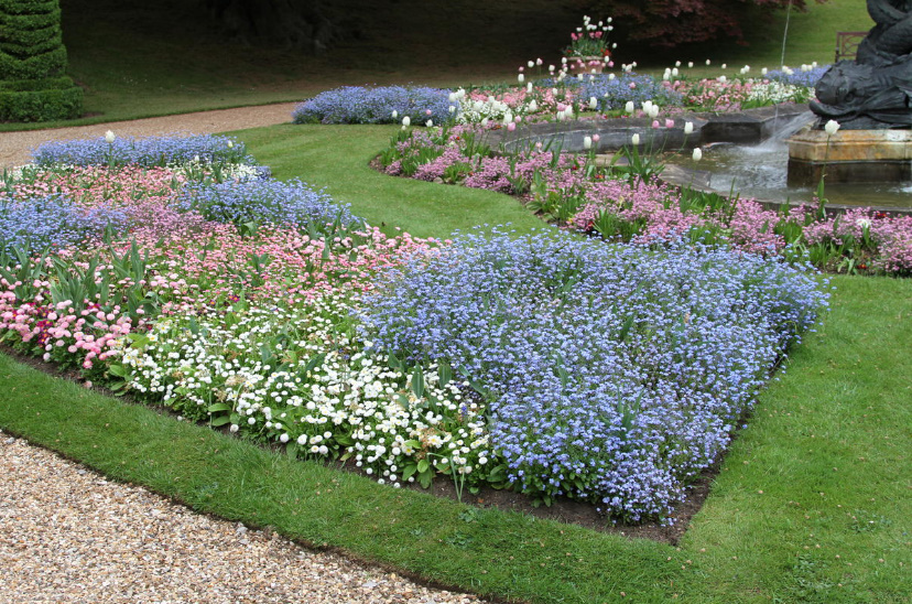 Forget-Me-Nots In The Garden: How To Grow And Care For