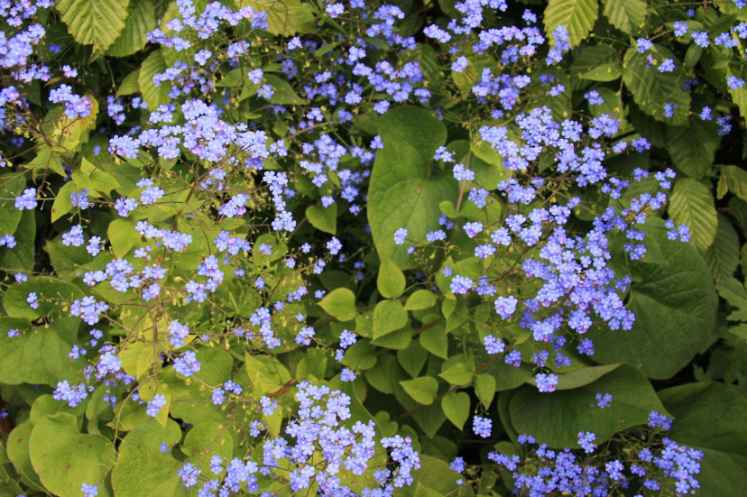 Forget-Me-Nots In The Garden: How To Grow And Care For