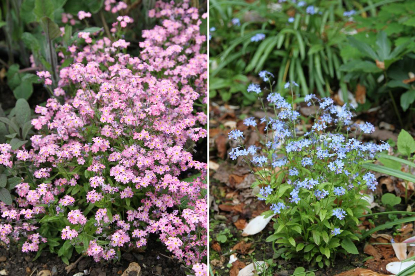 Forget-Me-Nots In The Garden: How To Grow And Care For