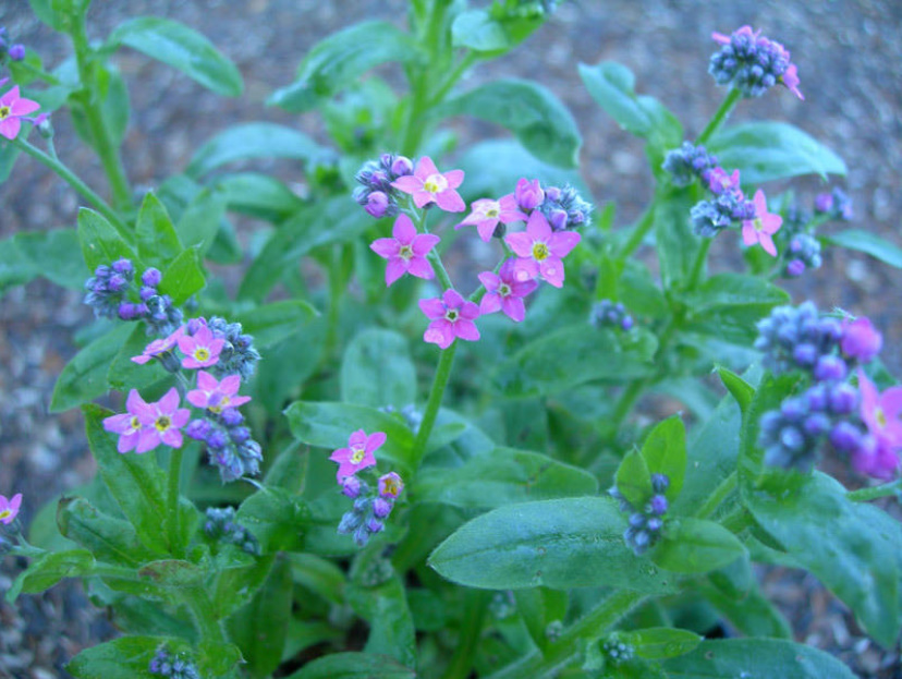 Forget-Me-Nots In The Garden: How To Grow And Care For