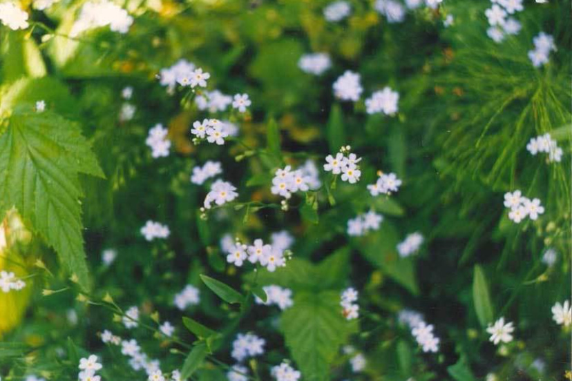 Forget-Me-Nots In The Garden: How To Grow And Care For