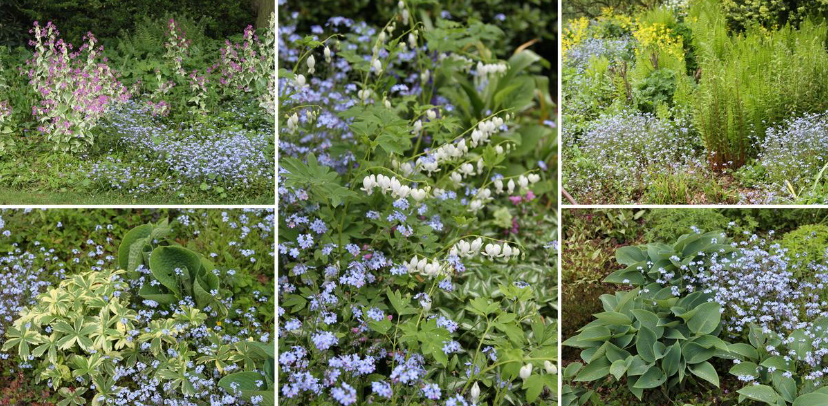 Forget-Me-Nots In The Garden: How To Grow And Care For