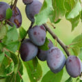Plum: Useful Properties And Contraindications