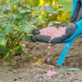 Potash Fertilizers: What Are They And How To Use Them (Part 1)