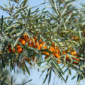 Sea Buckthorn Leaves: Useful Properties And Application
