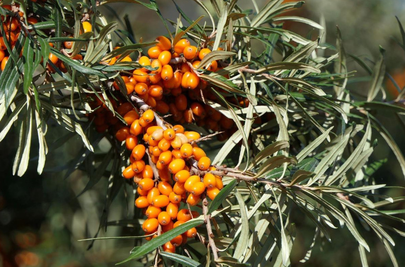 Sea Buckthorn Leaves: Useful Properties And Application